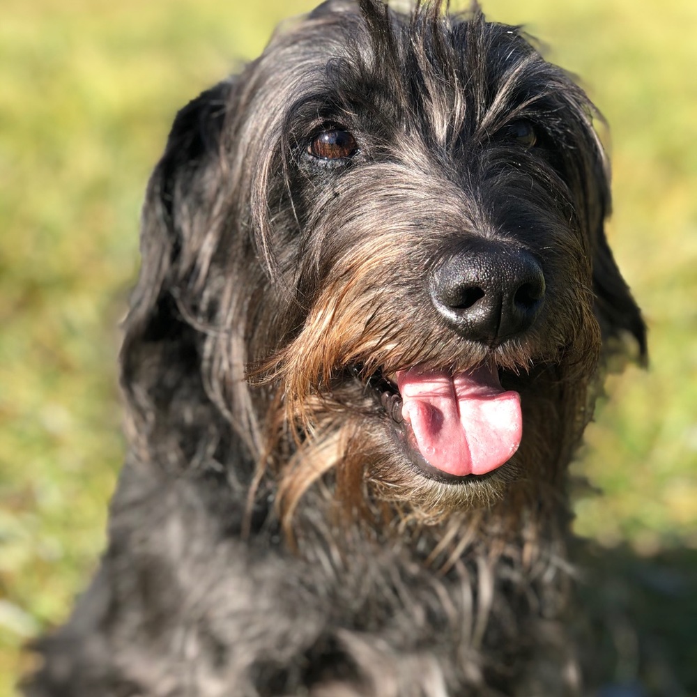 Meet Chappie! ❤️